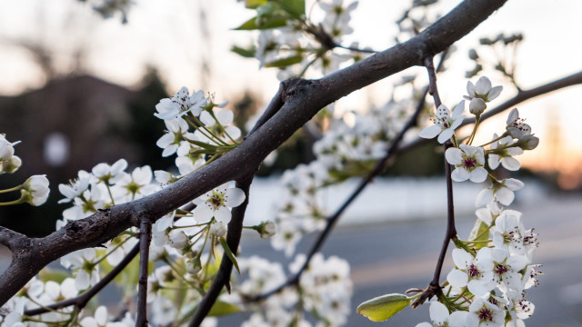 White flower tree street blurry free wallpaper for desktop - medium preview image