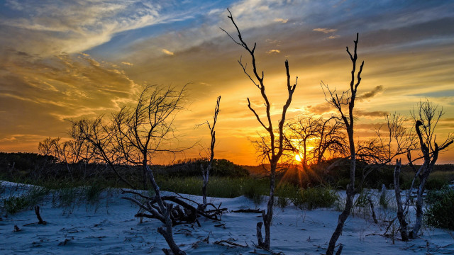 Sunset trees bushes forest city free wallpaper for desktop - medium preview image
