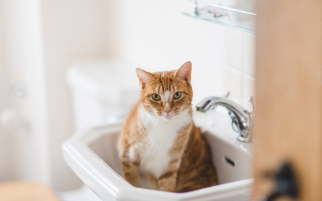 Black cat sink mirror depth free wallpaper for desktop - medium preview image