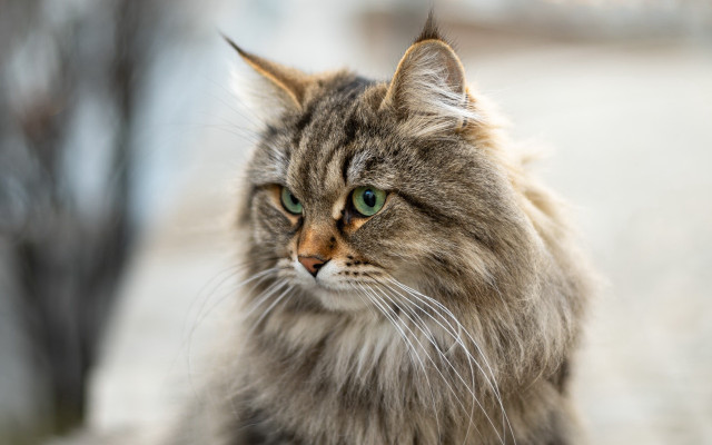 Cat green eyes ledge looking free wallpaper for desktop - medium preview image