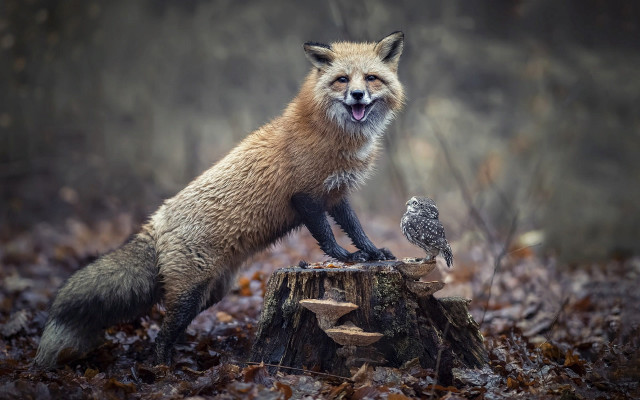 Red fox stump owl forest free wallpaper for desktop - medium preview image