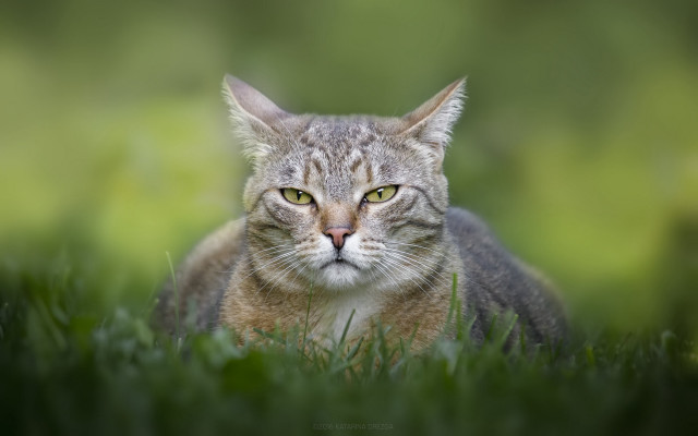 Cat green eyes sitting grass #4 free wallpaper for desktop - medium preview image