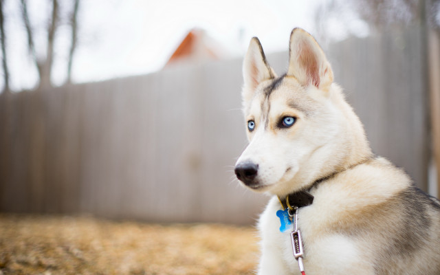 Husky blue eyes grass fence free wallpaper for desktop - medium preview image