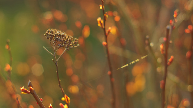 Plant small flowers blurry background free wallpaper for desktop - medium preview image