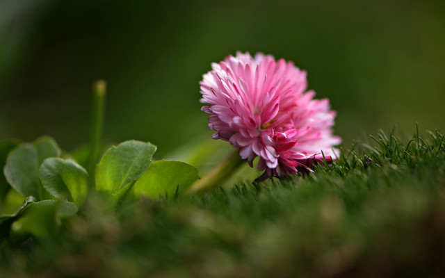 Pink flower macro grass field free wallpaper for desktop - medium preview image