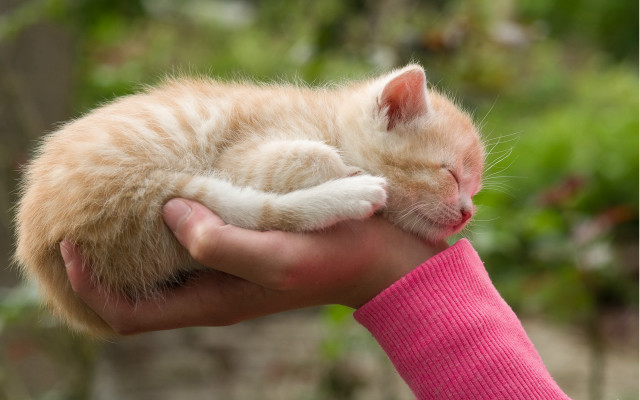 Tiny cat in hand shiba free wallpaper for desktop - medium preview image