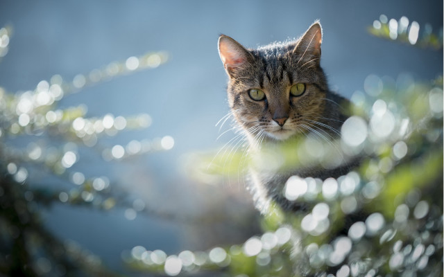 Cat tree green eyes bokeh free wallpaper for desktop - medium preview image