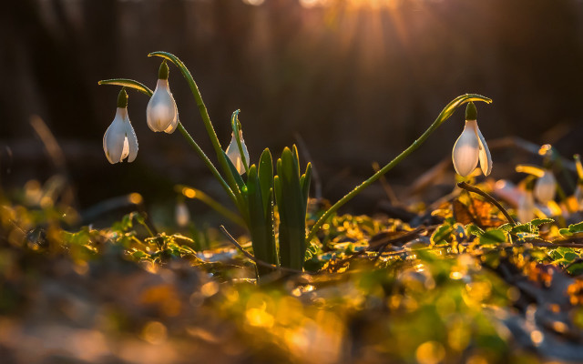 Flowers grass autumn bokeh macro free wallpaper for desktop - medium preview image