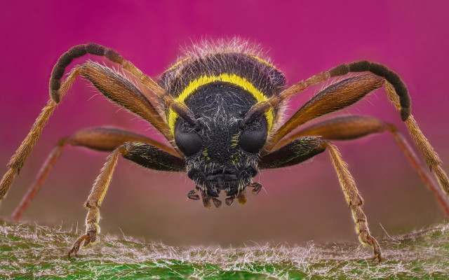 Spider yellow stripe pink background free wallpaper for desktop - medium preview image