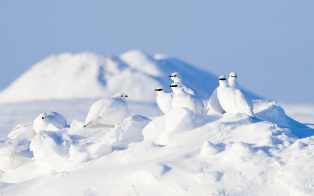 Birds snowy hill mountain blue free wallpaper for desktop - medium preview image