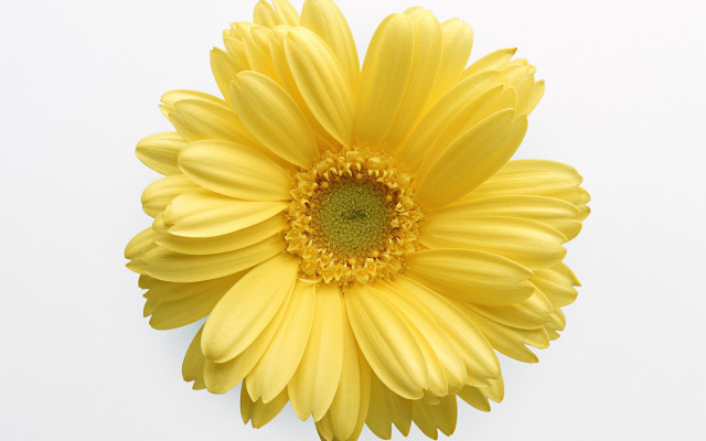 Yellow flower gradient digital rayonism free wallpaper for desktop - medium preview image