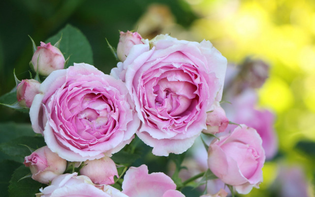 Pink roses garden blurry depth free wallpaper for desktop - medium preview image