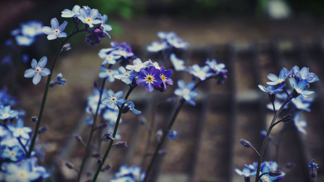 Blue flowers vase outdoor bench free wallpaper for desktop - medium preview image