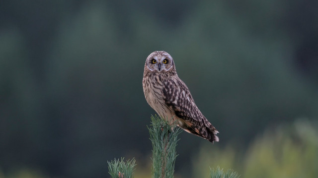 Small owl green plant forest free wallpaper for desktop - medium preview image
