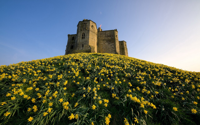 Castle field sunflower autumn blue free wallpaper for desktop - medium preview image