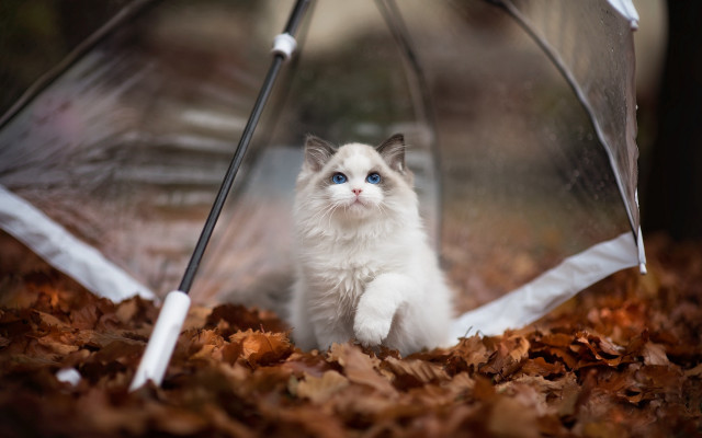 White cat under umbrella autumn #2 free wallpaper for desktop - medium preview image