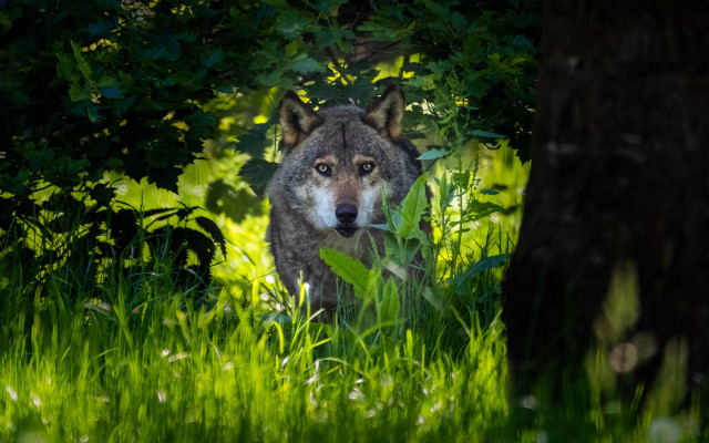 Wolf grass woods camera nature free wallpaper for desktop - medium preview image