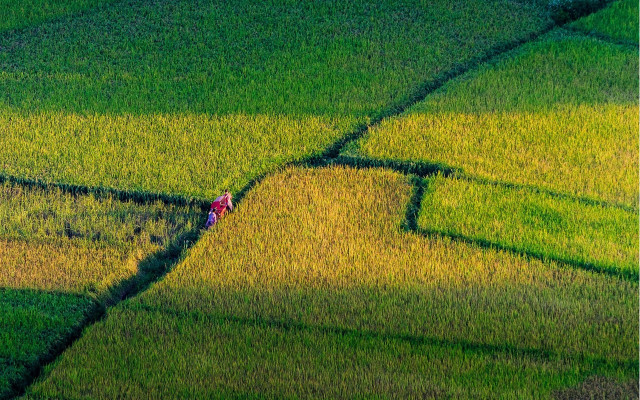 Cao zhibai green grass shadow free wallpaper for desktop - medium preview image