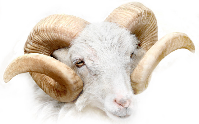 Ram large horns looking camera free wallpaper for desktop - medium preview image