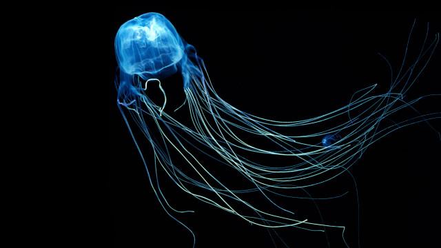 Blue jellyfish bioluminescent hologram planet free wallpaper for desktop - medium preview image