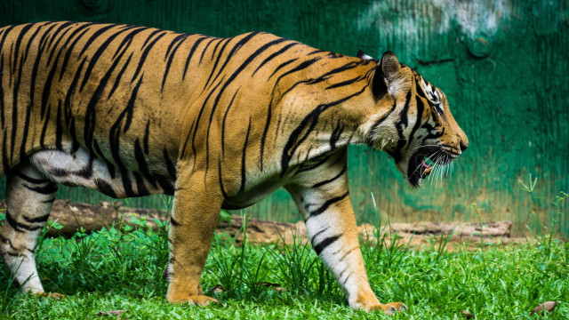 Tiger walking green field forest free wallpaper for desktop - medium preview image