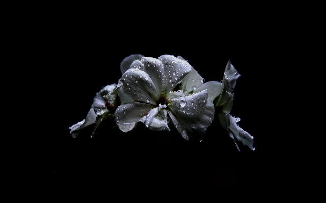 White flower water droplets dark free wallpaper for desktop - medium preview image