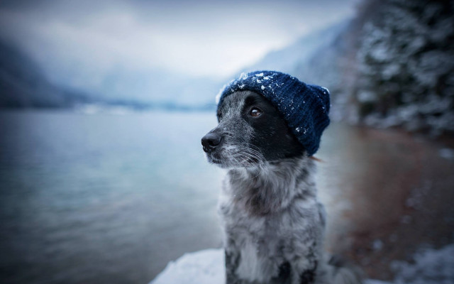 Dog blue hat rock water free wallpaper for desktop - medium preview image