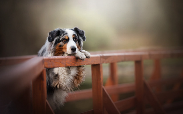 Dog fence leaning blurry depth free wallpaper for desktop - medium preview image