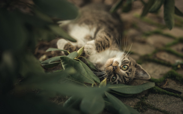 Cat plant leaves blurry depth free wallpaper for desktop - medium preview image