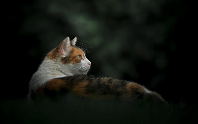 Cat grass back black background free wallpaper for desktop - medium preview image