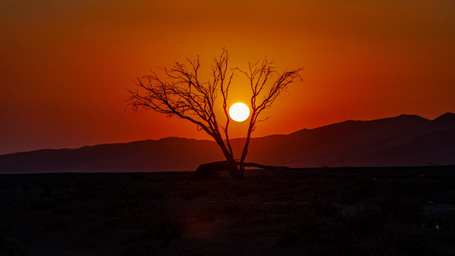 Desert tree sunset mountains moon free wallpaper for desktop - medium preview image