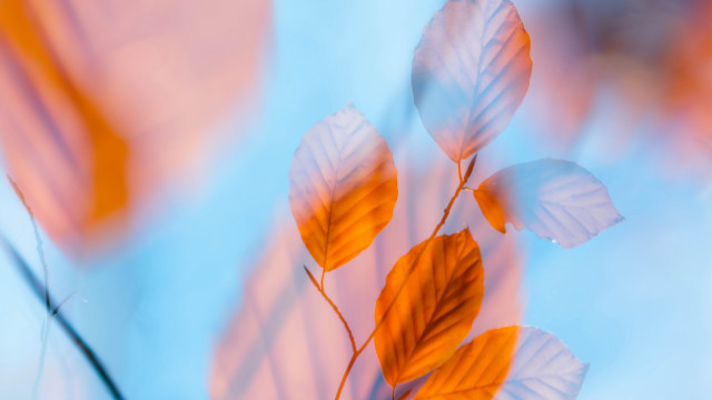 Leaf branch autumn macro blue free wallpaper for desktop - medium preview image