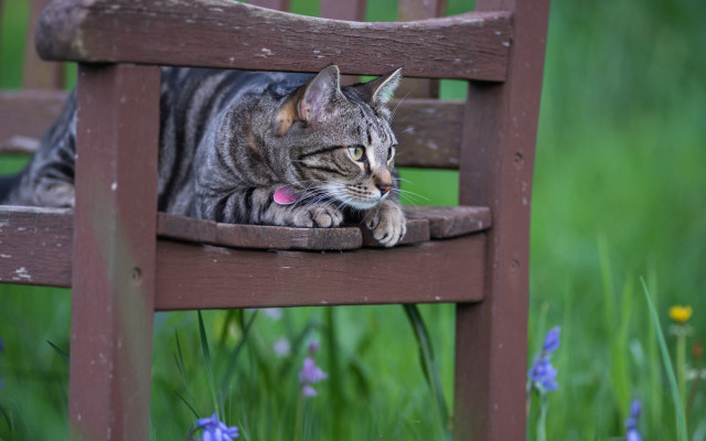 Cat chair field flower blurry free wallpaper for desktop - medium preview image