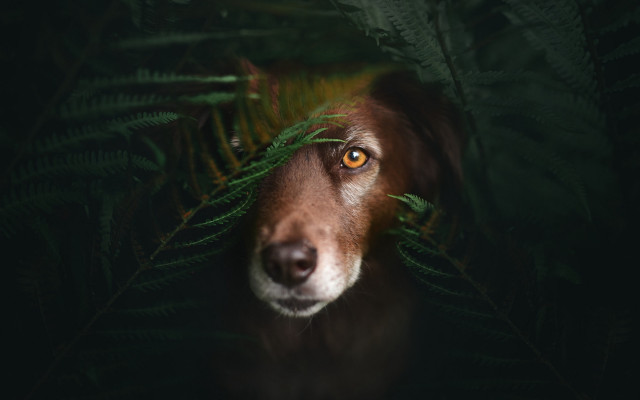 Dog leaf fern photorealistic animal free wallpaper for desktop - medium preview image
