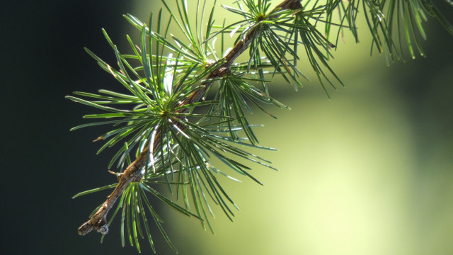 Pine needle water droplets blurry free wallpaper for desktop - medium preview image