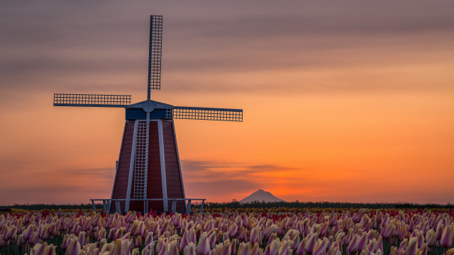 Windmill flower field sunset mountain free wallpaper for desktop - medium preview image