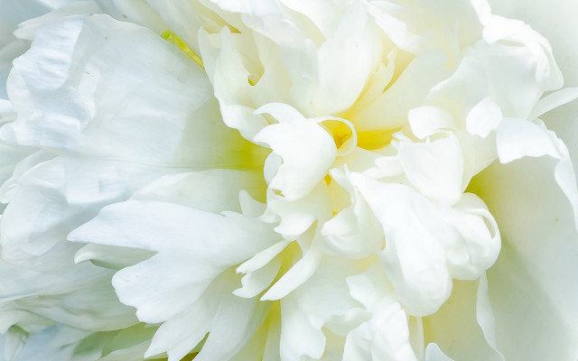 White flower yellow green center free wallpaper for desktop - medium preview image