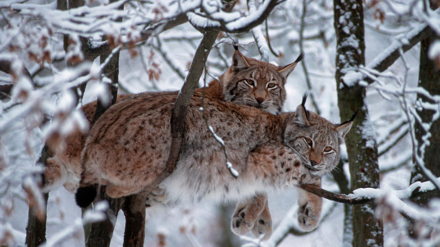 Three lynxes snowy forest wildlife free wallpaper for desktop - medium preview image