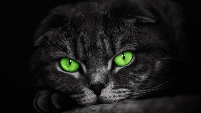 Black cat green eyes closeup #2 free wallpaper for desktop - medium preview image