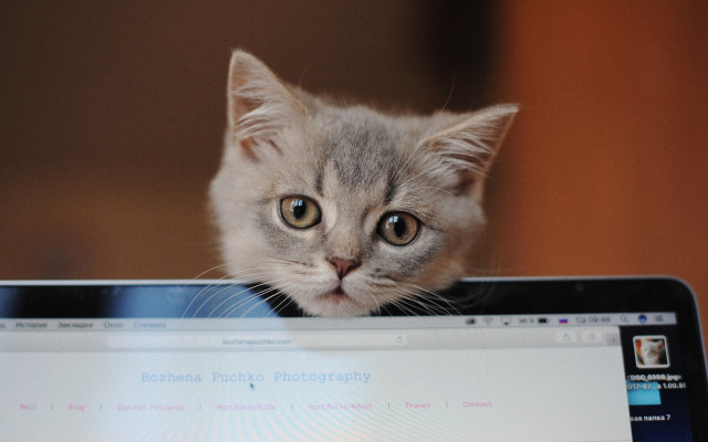 Kitten laptop room wooden wall free wallpaper for desktop - medium preview image