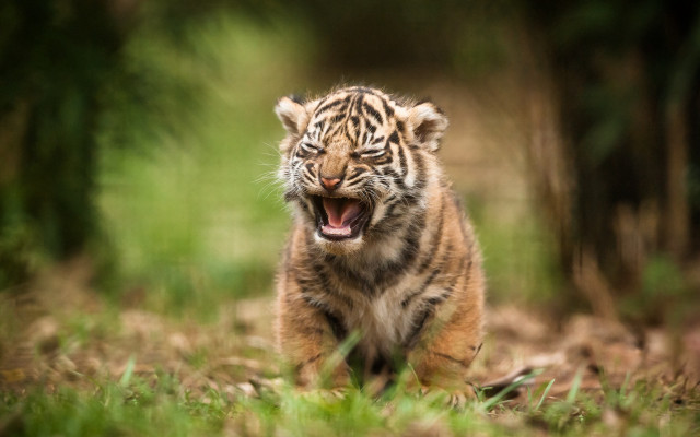 Tiger cub yawning forest grass free wallpaper for desktop - medium preview image