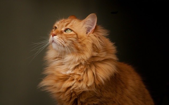 Regal longhairedcat portrait animal focus free wallpaper for desktop - medium preview image