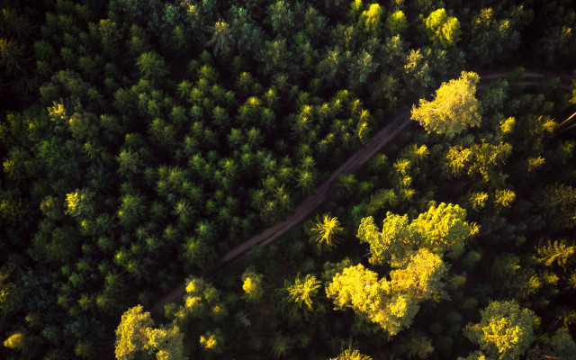 Forest road autumn leaves nature free wallpaper for desktop - medium preview image