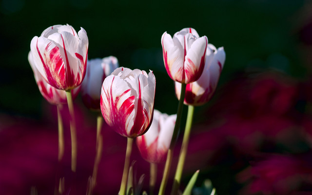 Pink white flowers garden blood free wallpaper for desktop - medium preview image