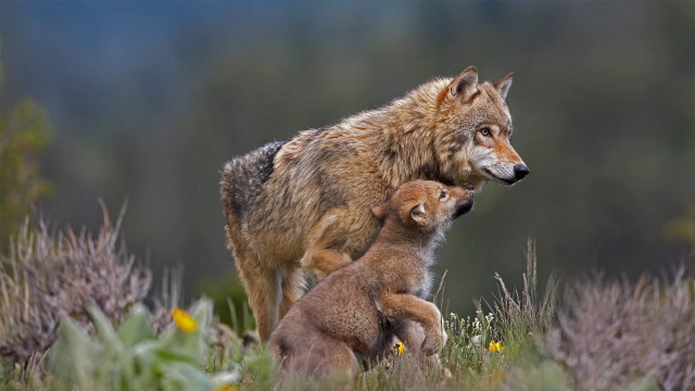 Wolf cub wildflowers grass nature free wallpaper for desktop - medium preview image