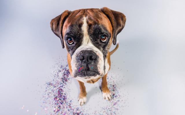 Dog sprinkles blue eyes animals free wallpaper for desktop - medium preview image