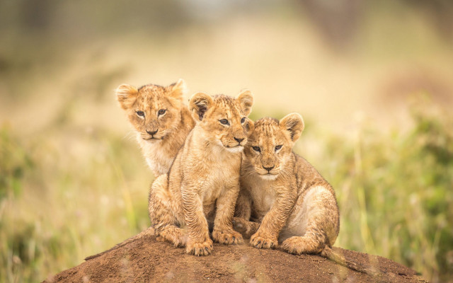 Three lions rock field wildlife free wallpaper for desktop - medium preview image