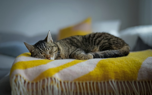 Cat sleeping blanket bed pillows free wallpaper for desktop - medium preview image