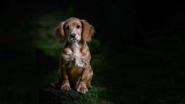 Dog sitting stump dark sad free wallpaper for desktop - medium preview image