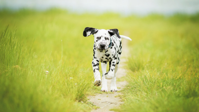Dalmatian tallgrass field blurry nature free wallpaper for desktop - medium preview image